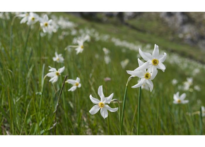 La fioritura di narcisi lungo la strada che porta al rifugio Dal Piaz.