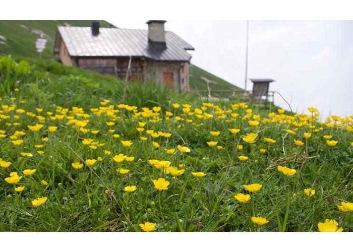 Il rifugio Dal Piaz durante la fioritura di giugno-luglio.